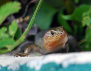 Bermuda Skink