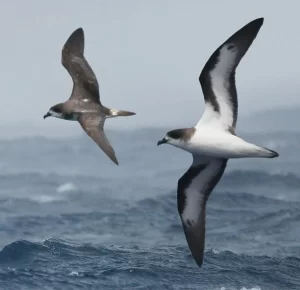 Bermuda Petrel or Cahow