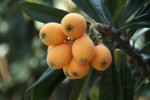 Loquat fruit growing on a tree