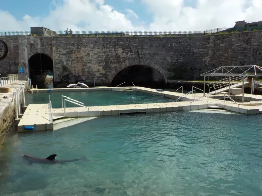 Dolphin Quest in The Royal Naval Dockyard
